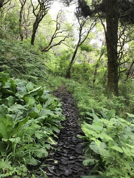 A wetland section on Stone Lagoon Trail.