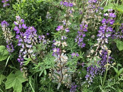 Lupine flowers and pods.
