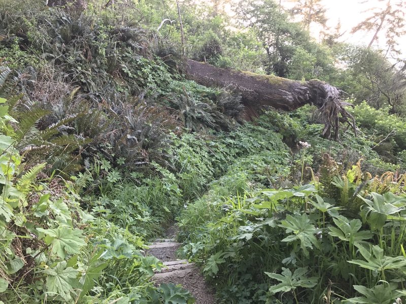 Stairs to Mussel Rocks off Patrick's Point Rim Trail.