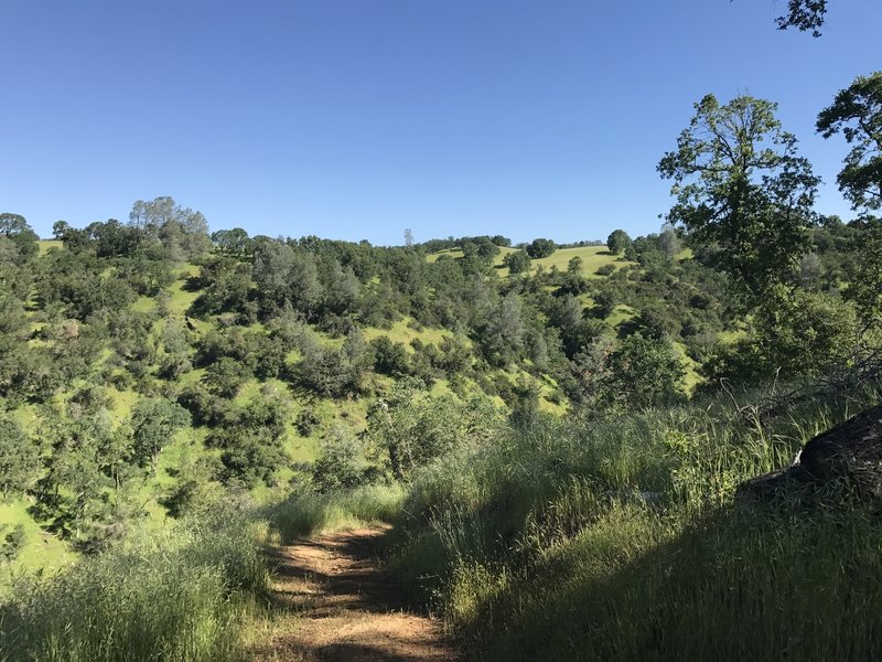 The hills are green in Mokelumne (in April, at least).