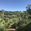 The hills are green in Mokelumne (in April, at least).