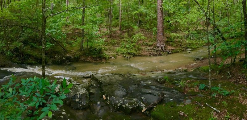 You'll have to navigate this wet stream crossing along the Stoney Creek Foot Trail.