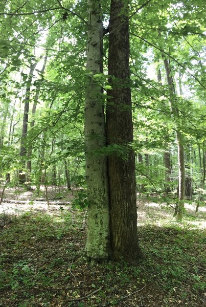 A beech tree can be seen getting friendly with a tulip poplar along Eno Road.