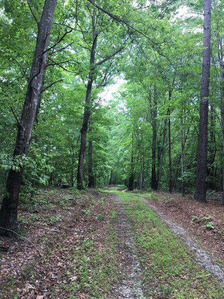 Slick Ford Fire Trail offers a scenic passage through the trees.