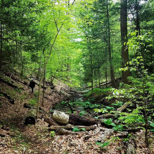 Walking down the Orange Trail is very nice: You get to walk along the creek, and it's very soothing.