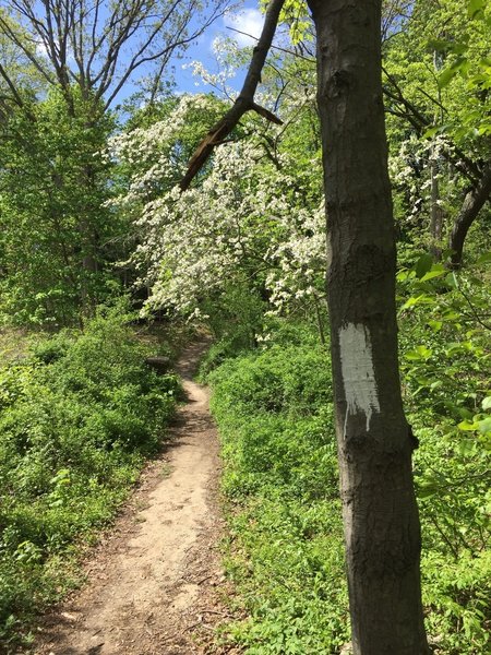 White blazes mark the trail the whole way.