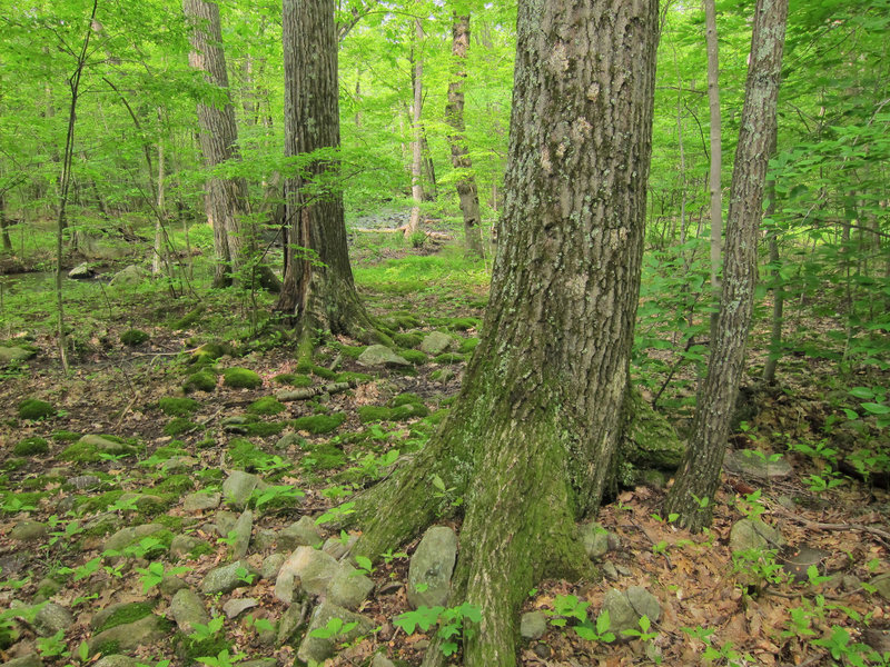 Green foliage abounds along the Lower Trail.