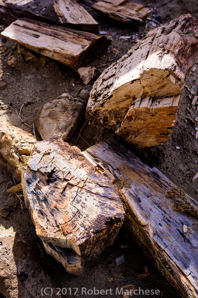 Petrified trees abound in the Bisti.