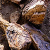 Petrified trees abound in the Bisti.