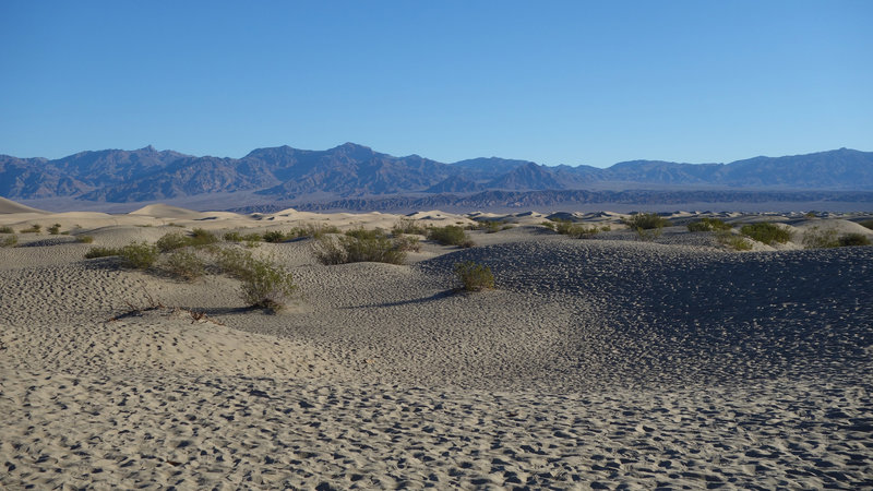 The edge of the Mesquite Sand Dunes shine in the morning light.