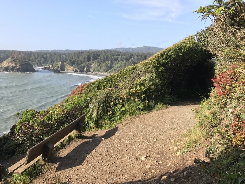 The west side of the Trinidad Head Trail looks toward Trinidad State Beach and College Cove.