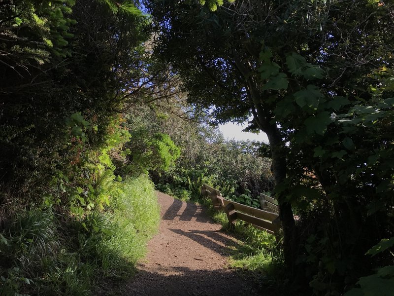 The west side of Trinidad Head Loop Trail offers a truly beautiful experience amongst shady tunnels and ocean views.
