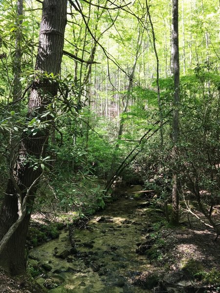 A forested stream makes for a beautiful trailside companion along this section of the MST.