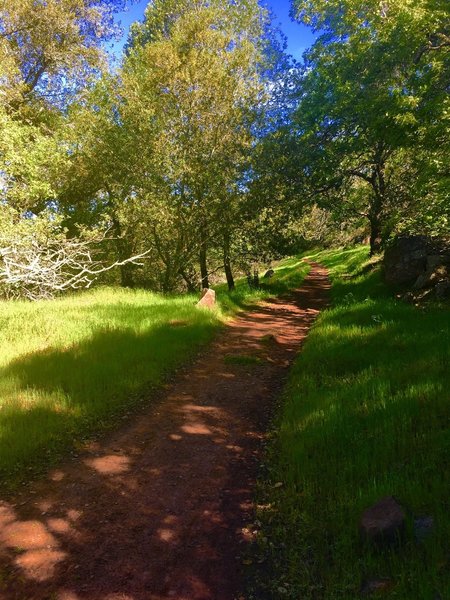 The Cobblestone Trail flattens out through this section.