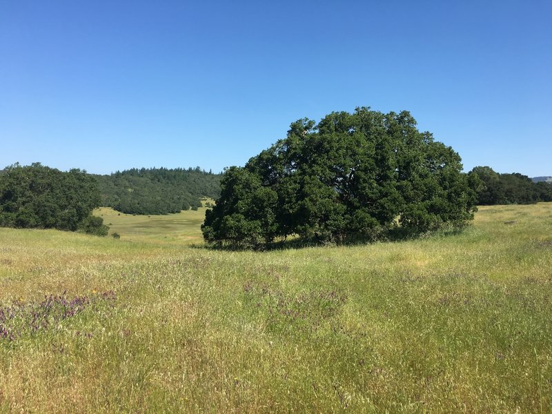 False Lake Meadow is quite beautiful.