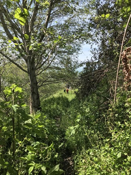 Klamath Beach Trail traverses a verdant forest rife with undergrowth before popping out on the beach.