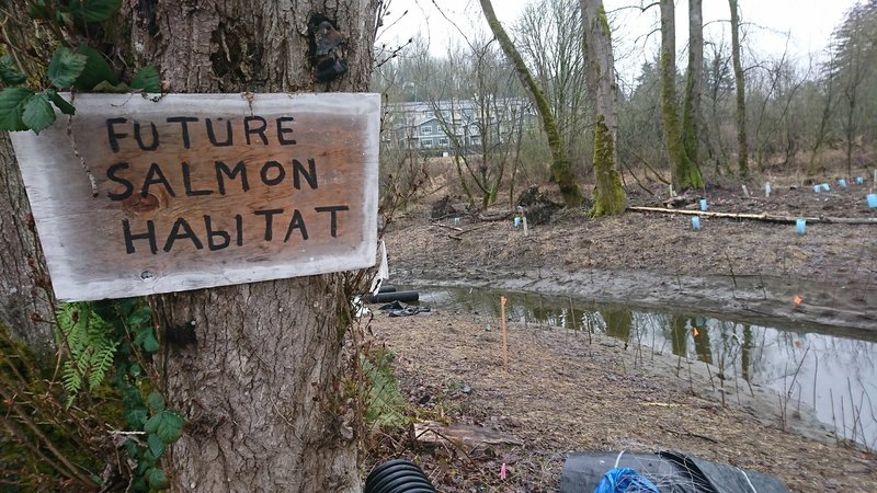 Future salmon habitat exists right alongside the Sammamish River Trail.