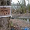 Future salmon habitat exists right alongside the Sammamish River Trail.