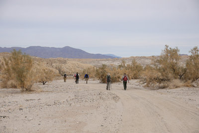 The Monday Maniacs hike along Sin Nombre Canyon Rd flanked by smoke trees.