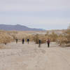 The Monday Maniacs hike along Sin Nombre Canyon Rd flanked by smoke trees.