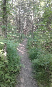 Starting down the trail, enjoy its smooth surface and pleasant forest views.