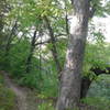 The trail periodically treads alongside Gans Creek.