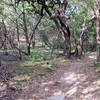 The Slaughter Creek Trail remains smooth and beautiful about 1/2 mile from the trailhead.