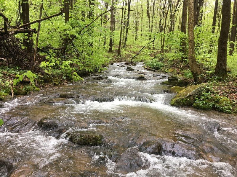 Roaring Run acts as a beautiful trailside companion as you explore the forest.