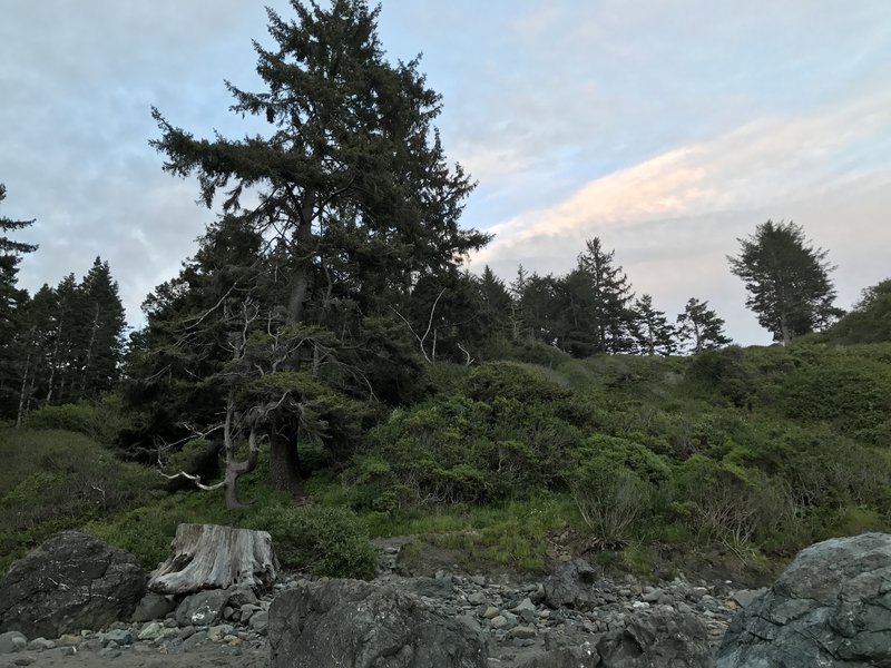 The College Cove Trail spur entrance is a little tricky to spot on Trinidad State Beach.