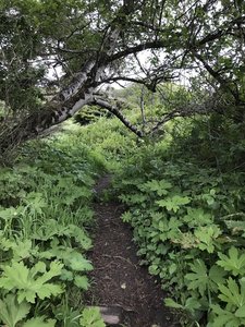 The College Cove Trail traverses lush undergrowth.