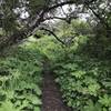 The College Cove Trail traverses lush undergrowth.