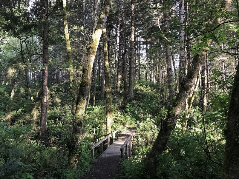 The upper bridge over Mill Creek on the College Cove Trail is quite sturdy.