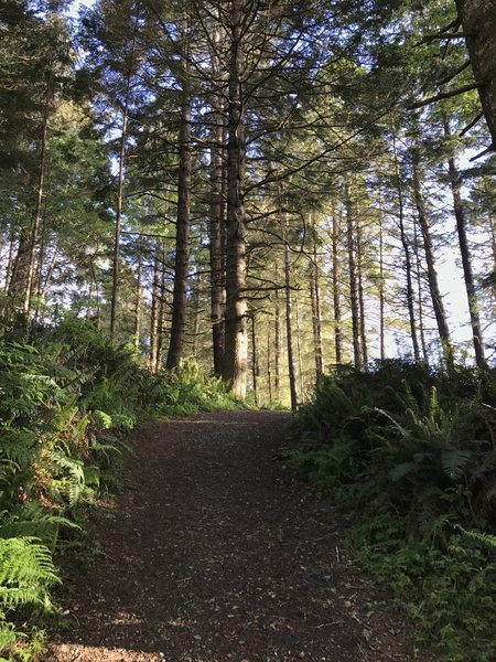 The College Cove Trail makes a beautiful traverse through the coastal forest.