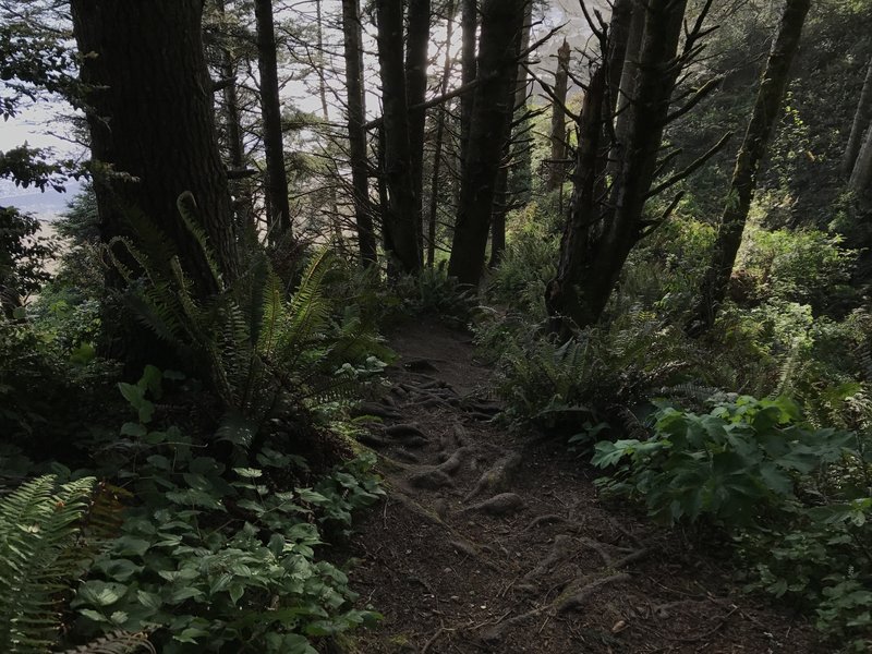 The spur trail to College Cove Falls is a must if you're in the area.