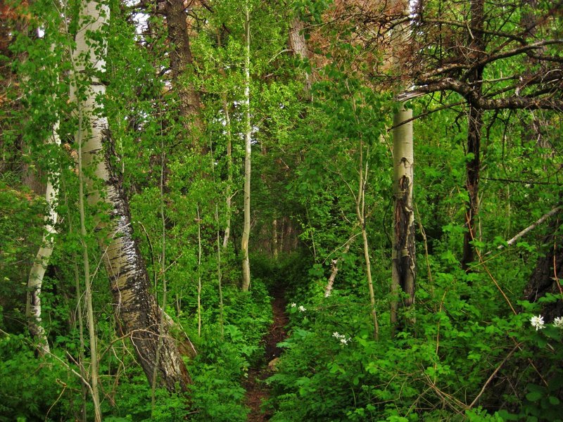 The foliage grows thick in the heat of summer.