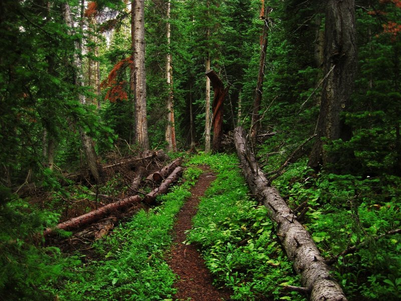 The trail draws back into another heavily wooded patch.