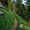 Wildflowers blanket the mountainside.