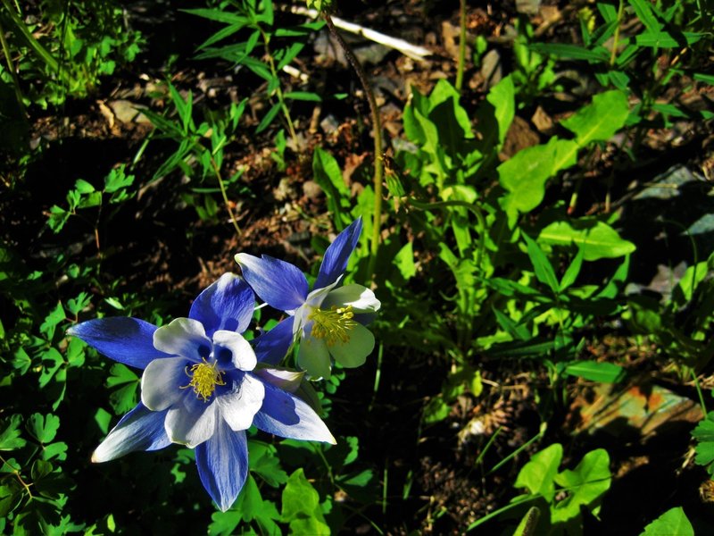 In a state widely recognized for its snow, blue skies, and mining history, the gold, white, and blue hues of the Rocky Mountain Columbine is a perfect embodiment of Colorado.