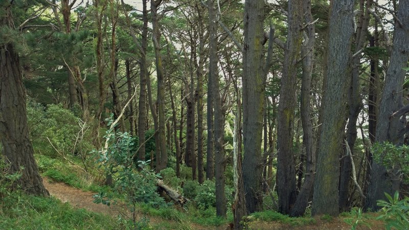 The forest around Mt. Victoria Lookout is dense and beautiful.