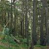 The forest around Mt. Victoria Lookout is dense and beautiful.