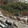 Eight bighorn sheep go for a stroll near the Bridge To Nowhere.