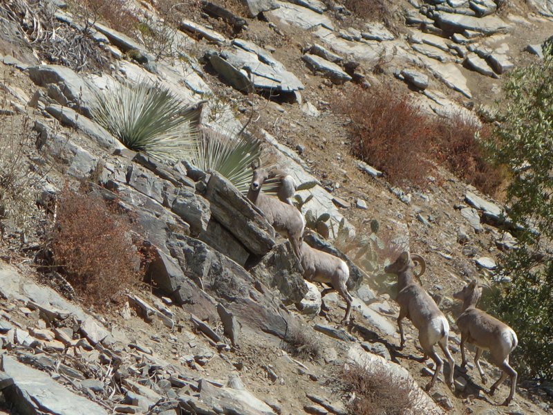 Bighorn sheep scramble up a steep incline near the Bridge to Nowhere.