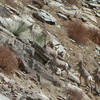 Bighorn sheep scramble up a steep incline near the Bridge to Nowhere.