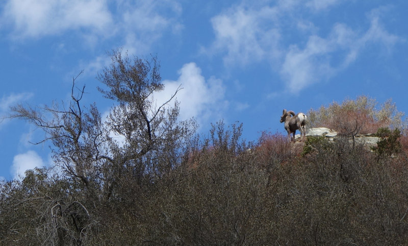 A bighorn ram scouts things out.