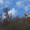 A bighorn ram scouts things out.