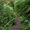 Veronica Loop Track descends through the thick forest on steps in many places.