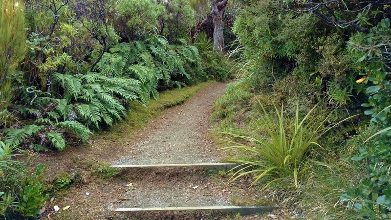 The forest is thick on Veronica Loop Track as it approaches its junction with Holly Hut Track.