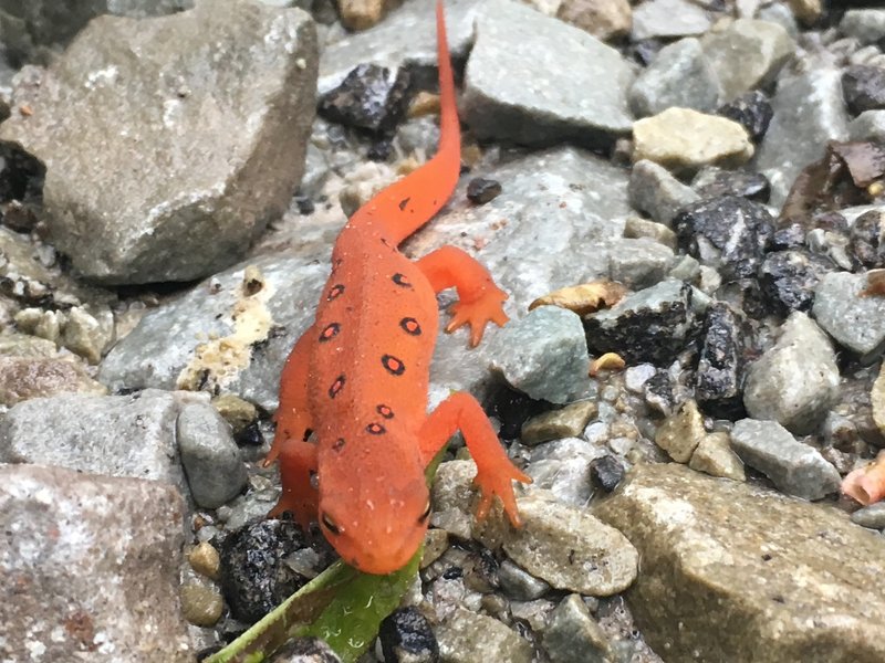 You might see creatures like this along the trail.