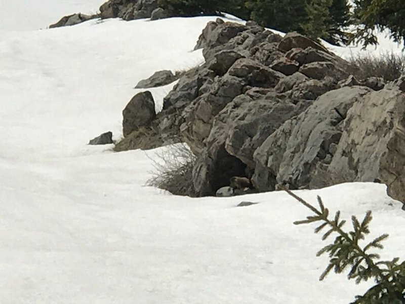 Mr. Badger came out when we snowshoed past. We backed up and gave a wide berth.