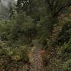 The Craigs Creek Trail is occasionally caught in a blanket of fog, further adding to its mystique.